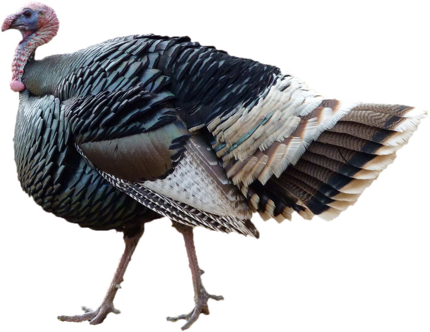 Beautiful Turkey Bird Transparent Free PNG