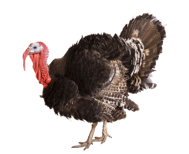 Beautiful Turkey Bird Transparent PNG