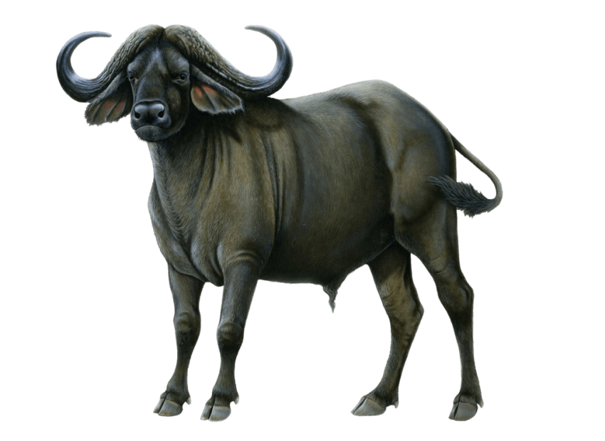 Black Ox Animal Transparent Image