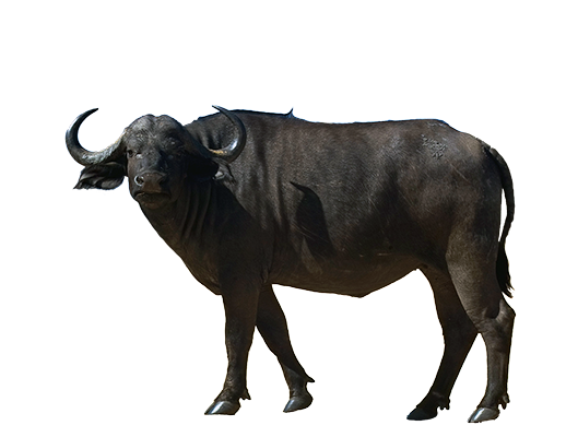 Black Ox Animal Transparent Images
