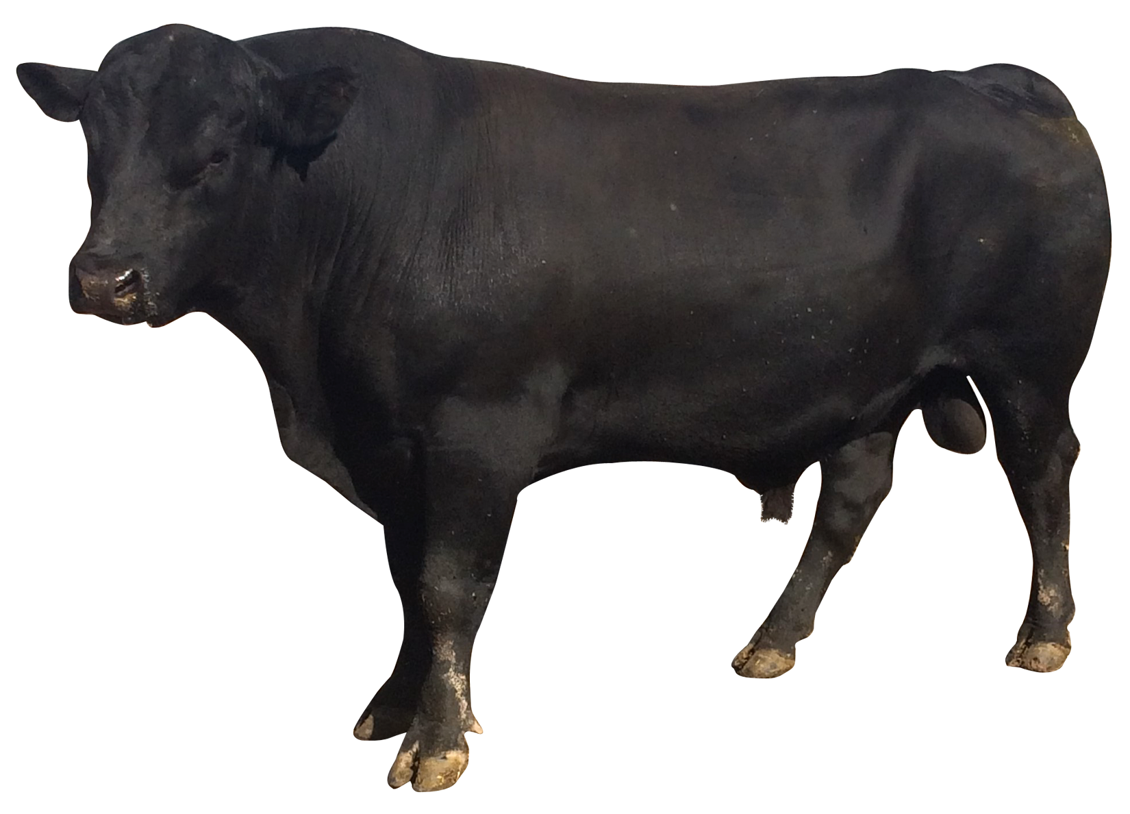 Black Ox Animal Transparent PNG