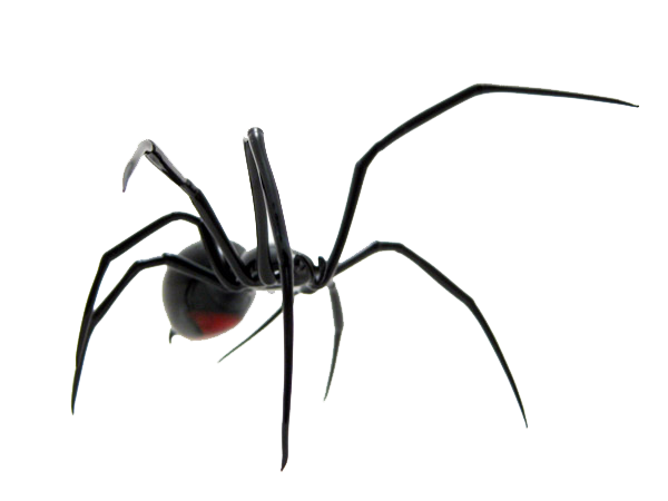 Black Spider Background PNG Image