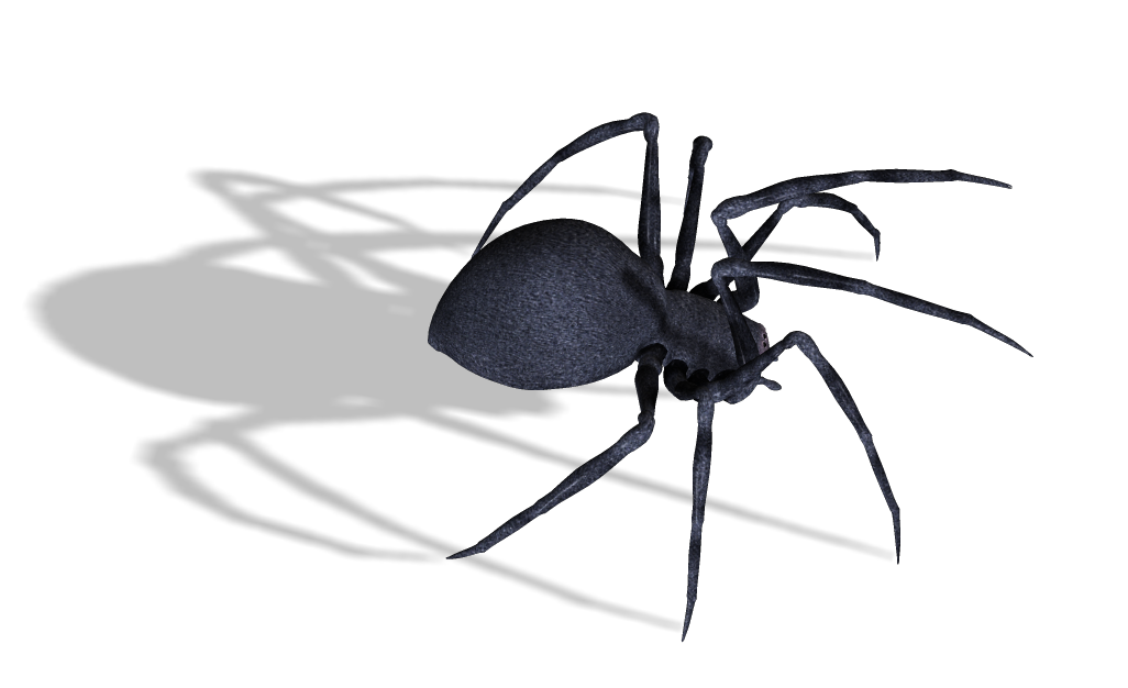 Black Spider Download Free PNG
