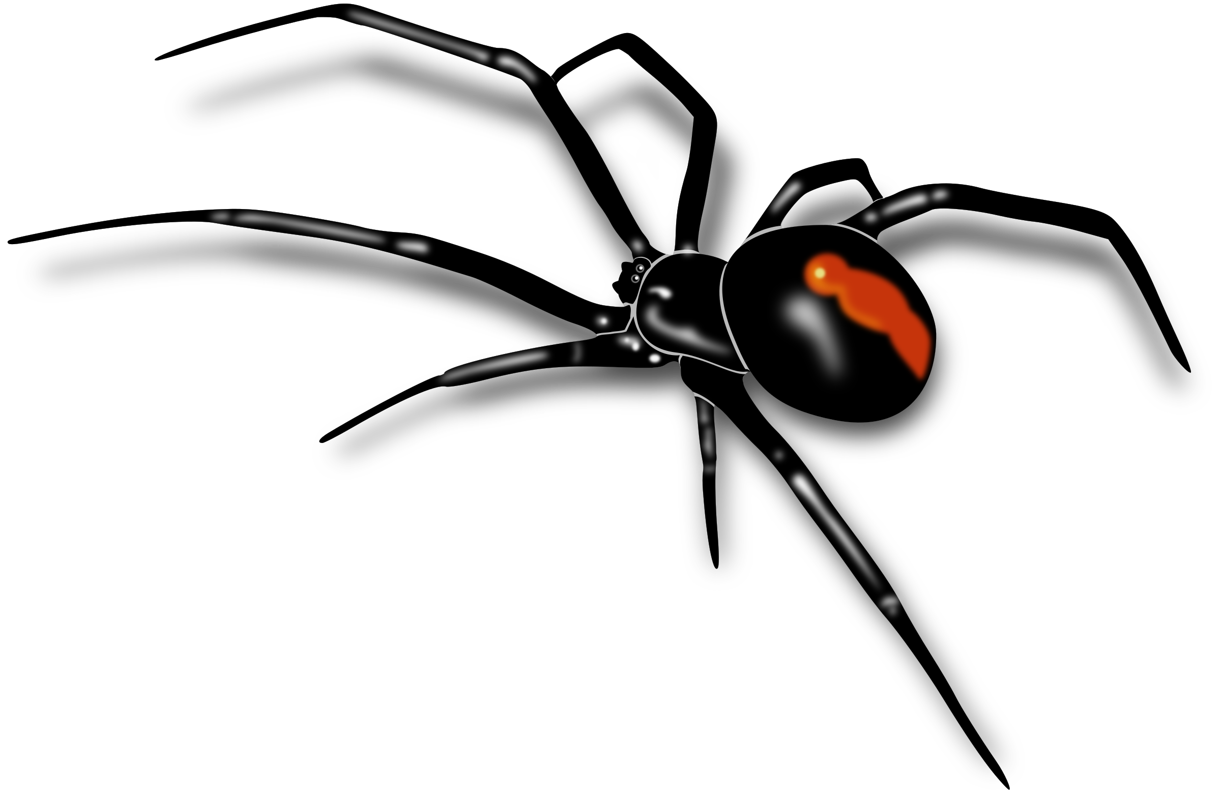 Black Spider PNG Clipart Background