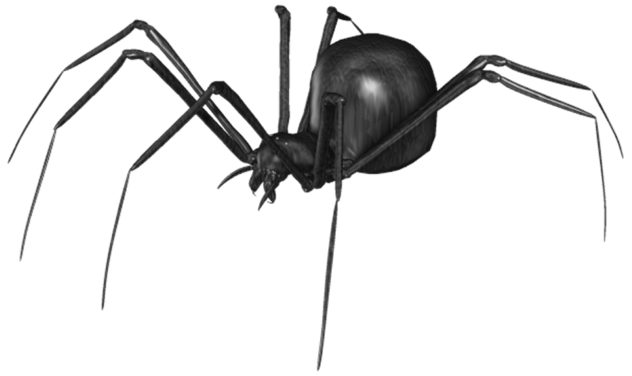 Black Spider PNG HD Quality