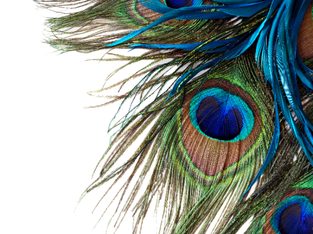 Colorful Peacock Feather PNG Clipart Background