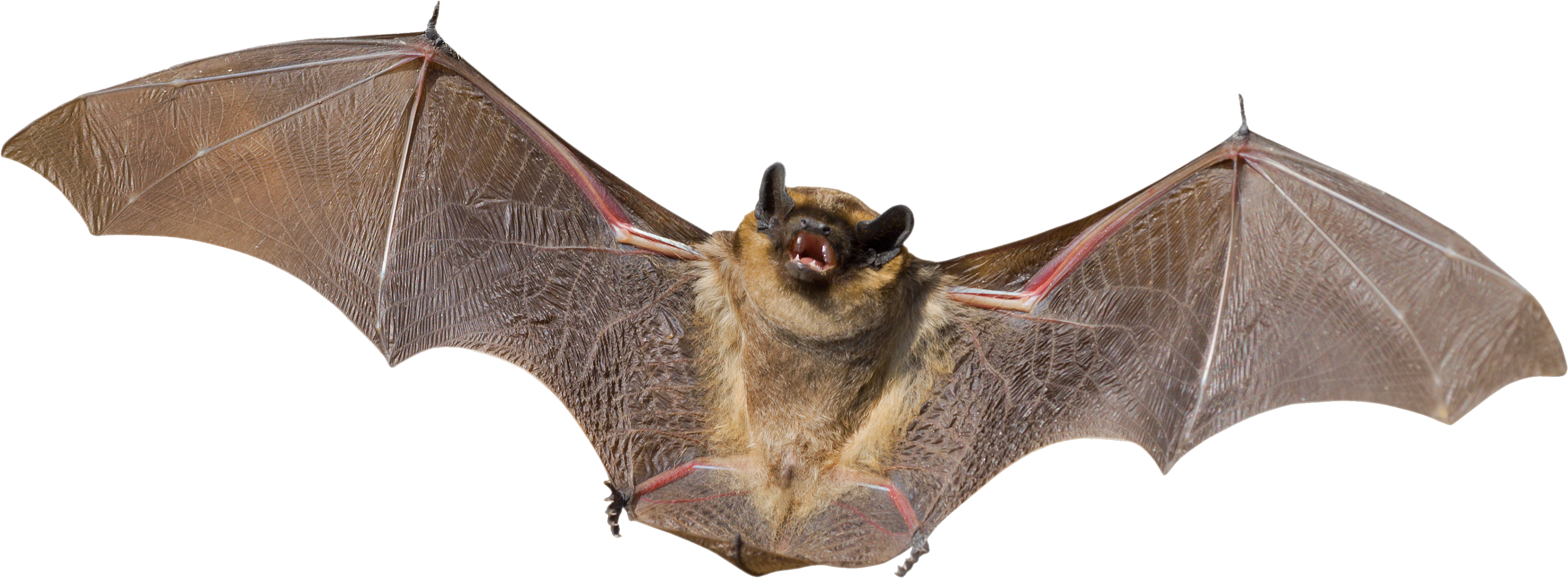 Fliegender Bat-Hintergrund-PNG-Bild