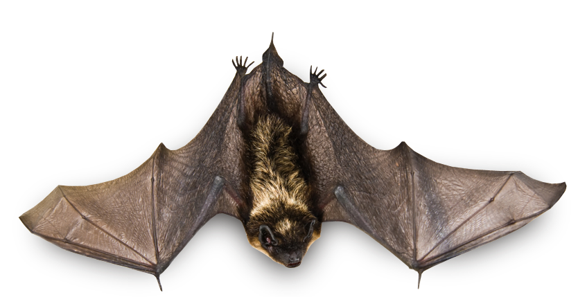 تحلق الخفافيش شفاف مجاني PNG