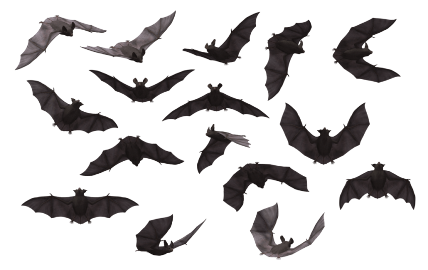 تحلق الخفافيش شفافة PNG