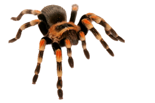 Giant Spider Download Free PNG