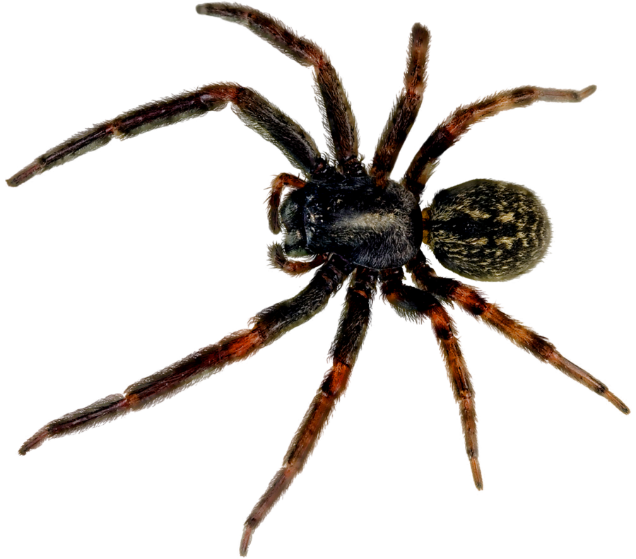 Giant Spider Transparent Background