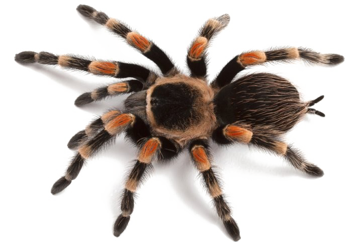 Giant Spider Transparent File