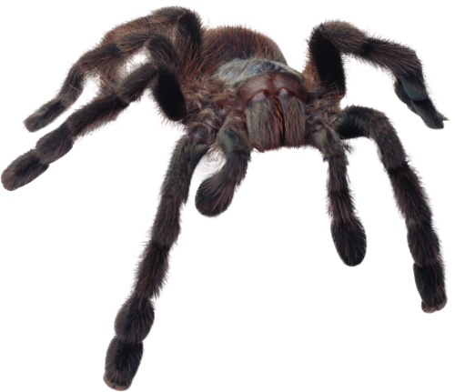 Giant Spider Transparent Free PNG
