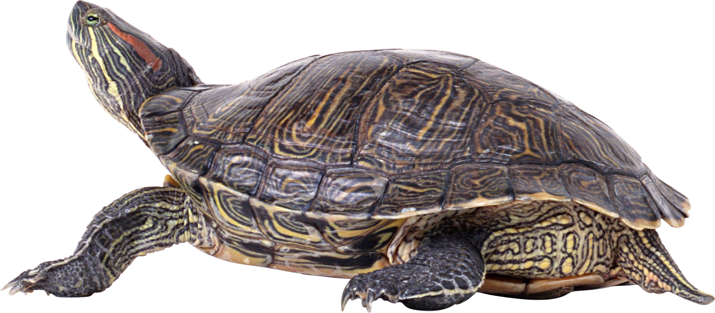 Giant Tortoise Free PNG
