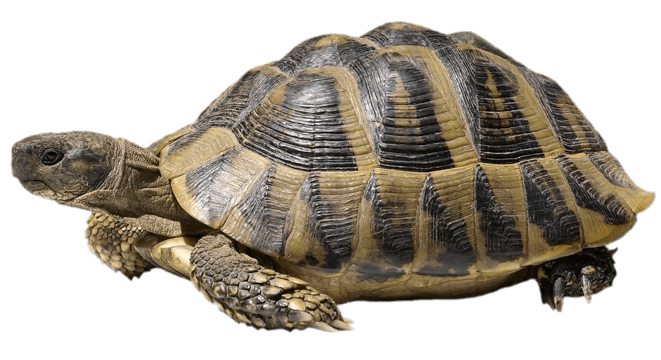 Giant Tortoise PNG HD Quality