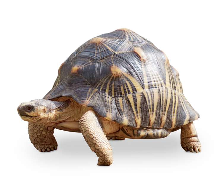Giant Tortoise PNG Photos