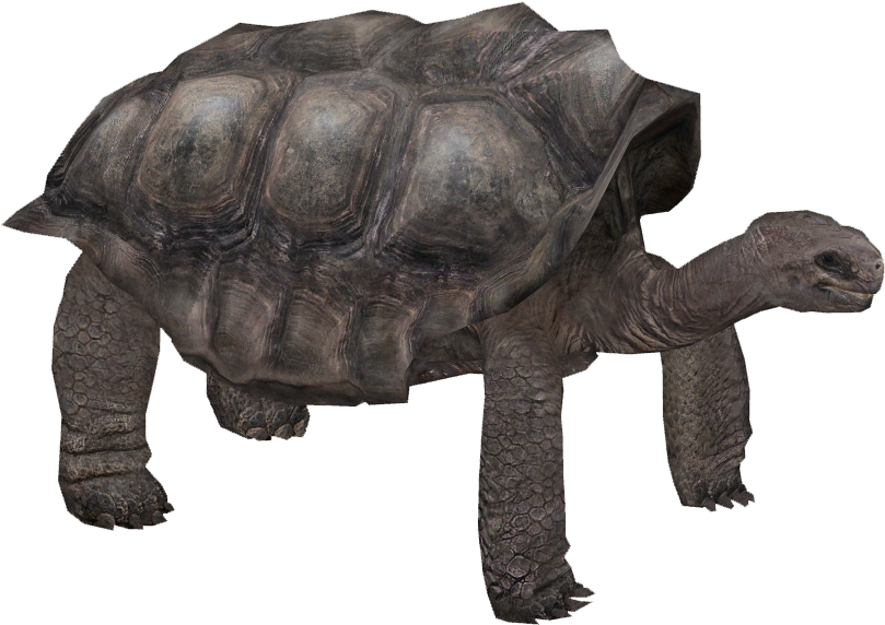 Giant Tortoise Transparent Free PNG