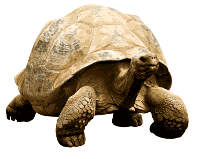 Giant Tortoise Transparent Image