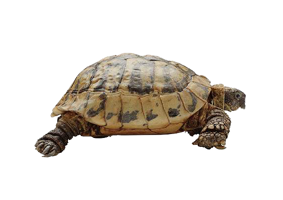 Giant Tortoise Transparent Images