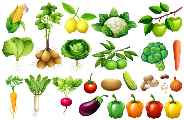 Healthy Vegetable PNG Clipart Background