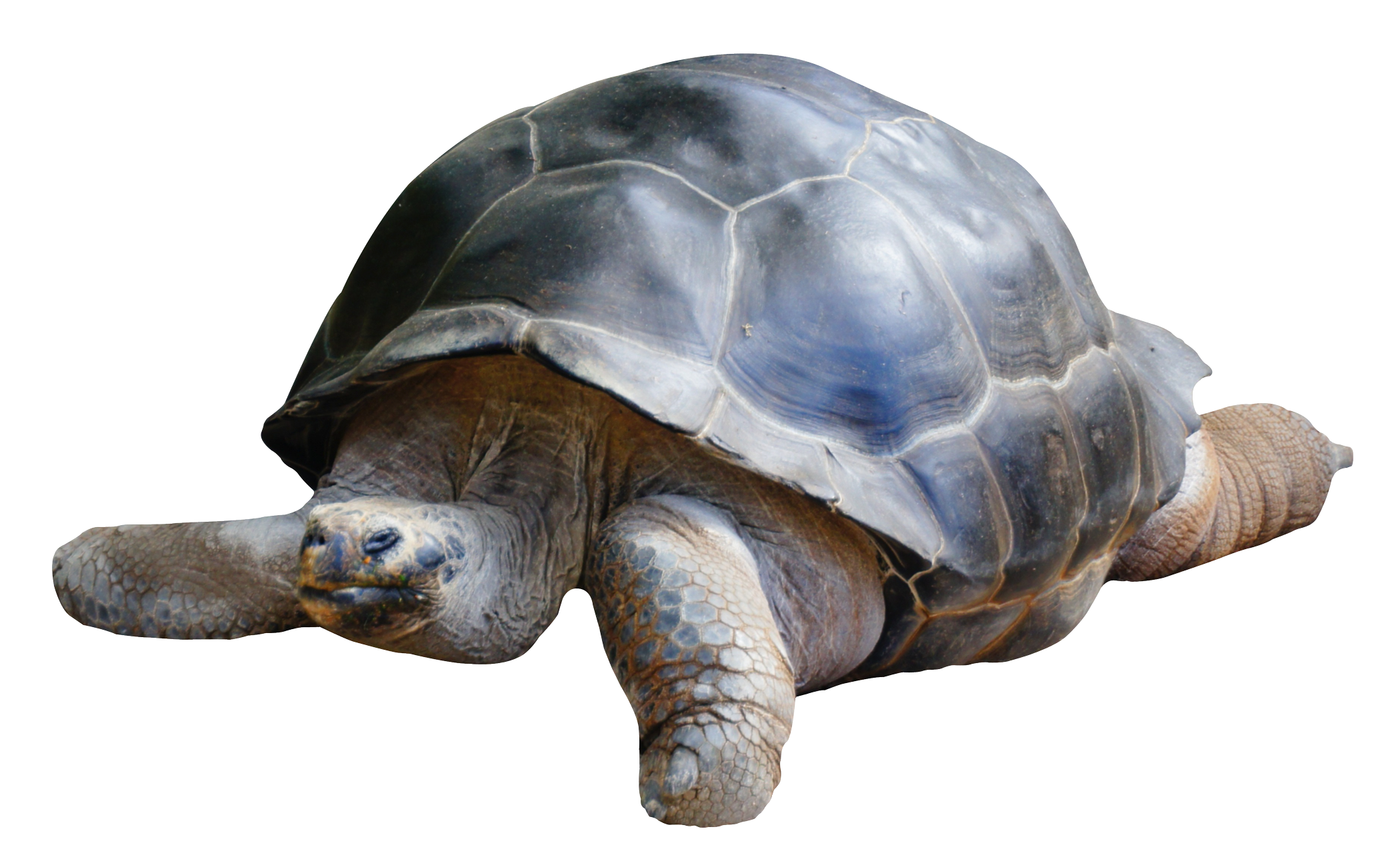 Moving Tortoise Background PNG Image