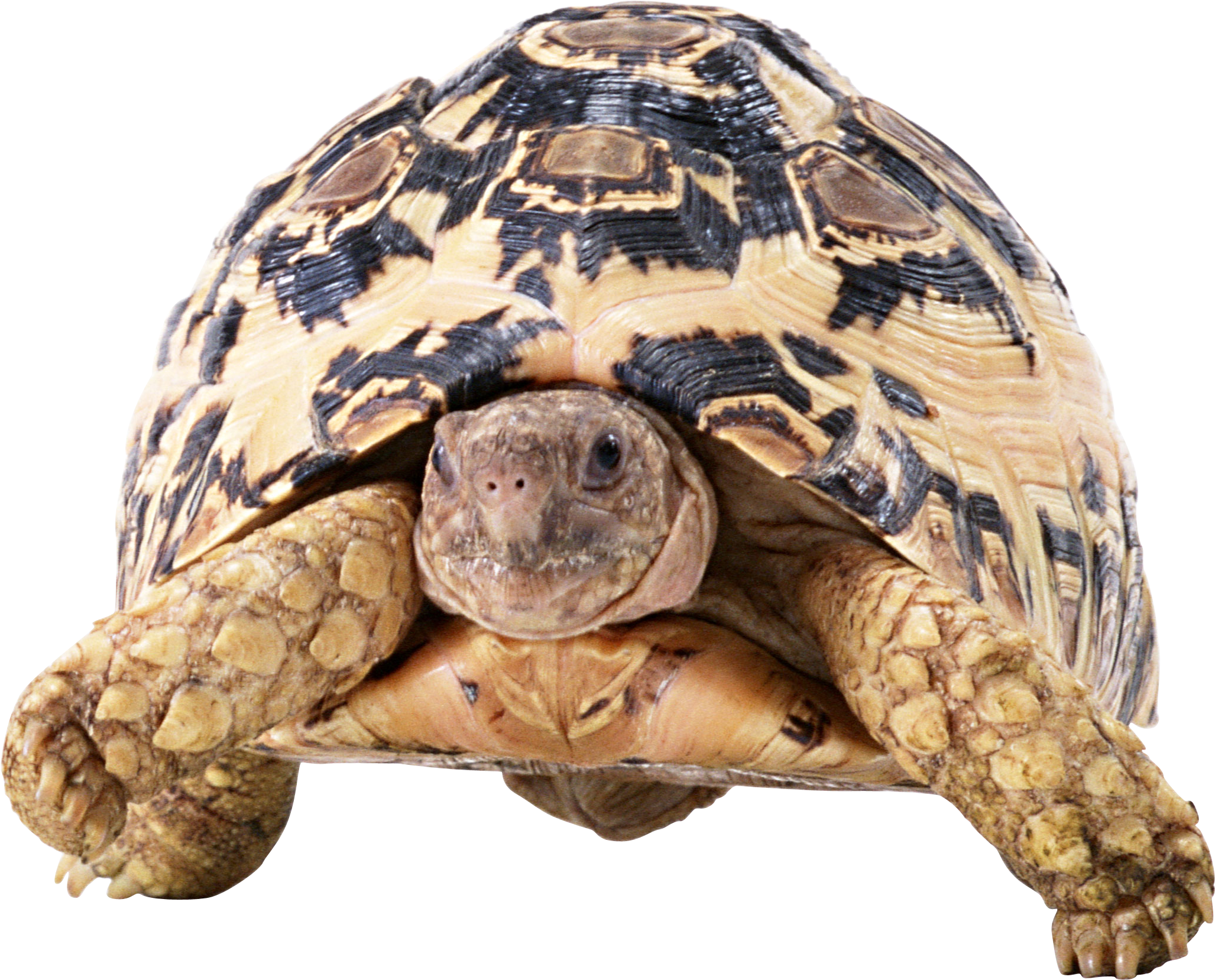 Moving Tortoise PNG Clipart Background