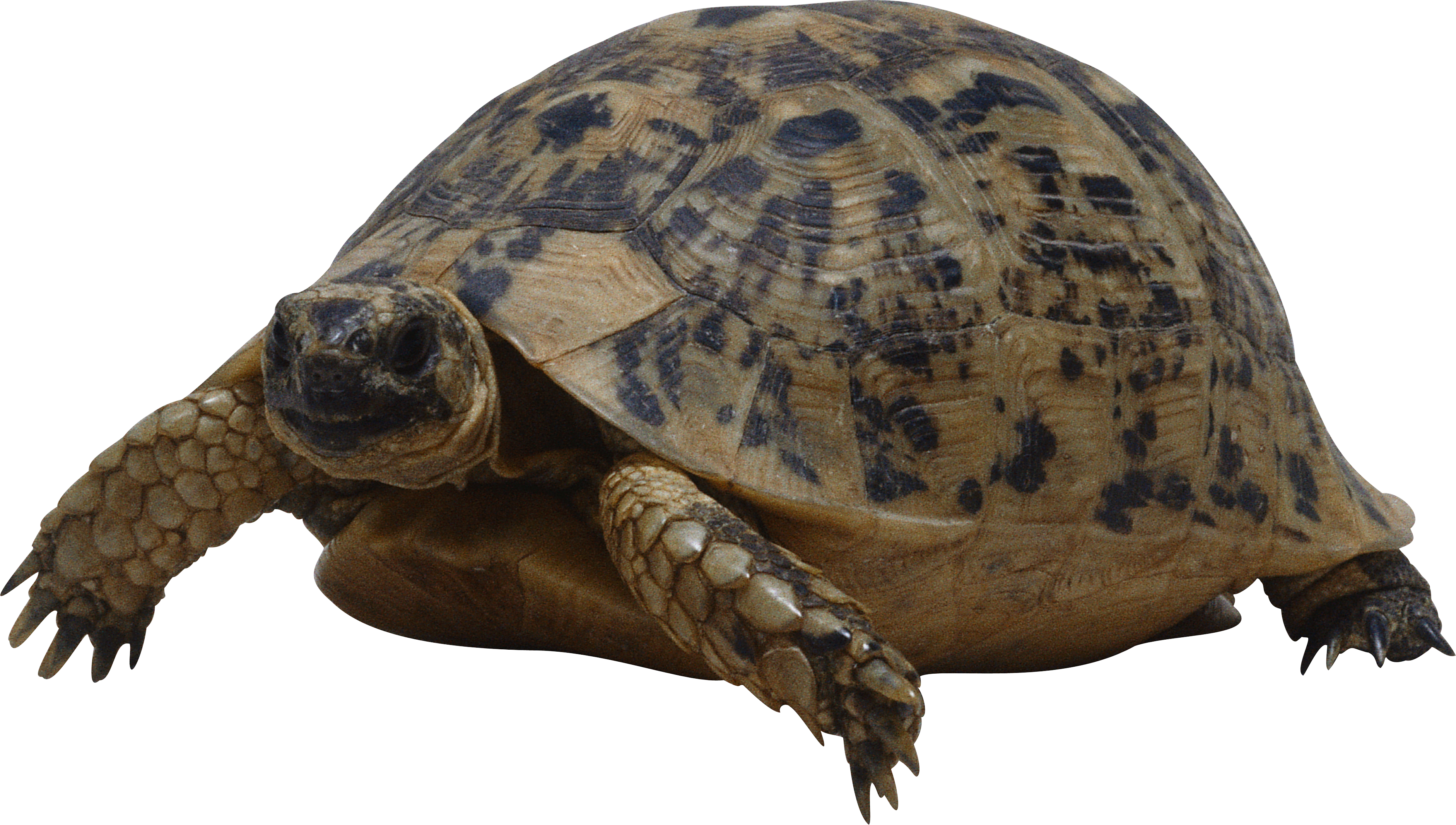 Moving Tortoise PNG HD Quality