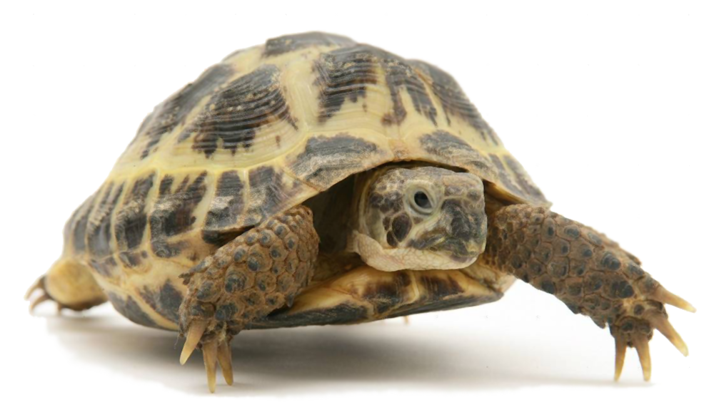 Moving Tortoise Transparent Background