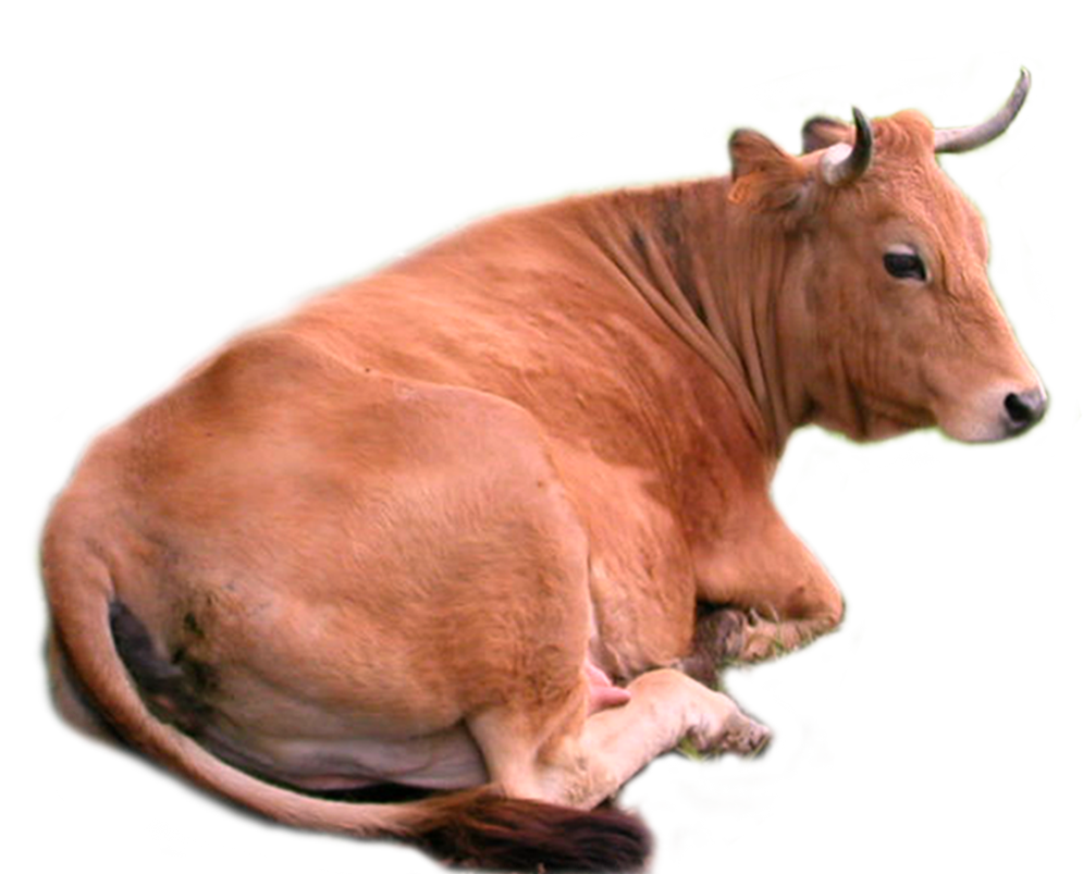 Ox Animal Background PNG Image