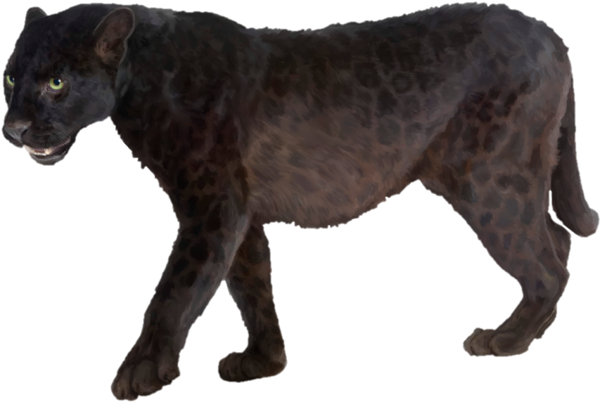 Panther PNG Images HD