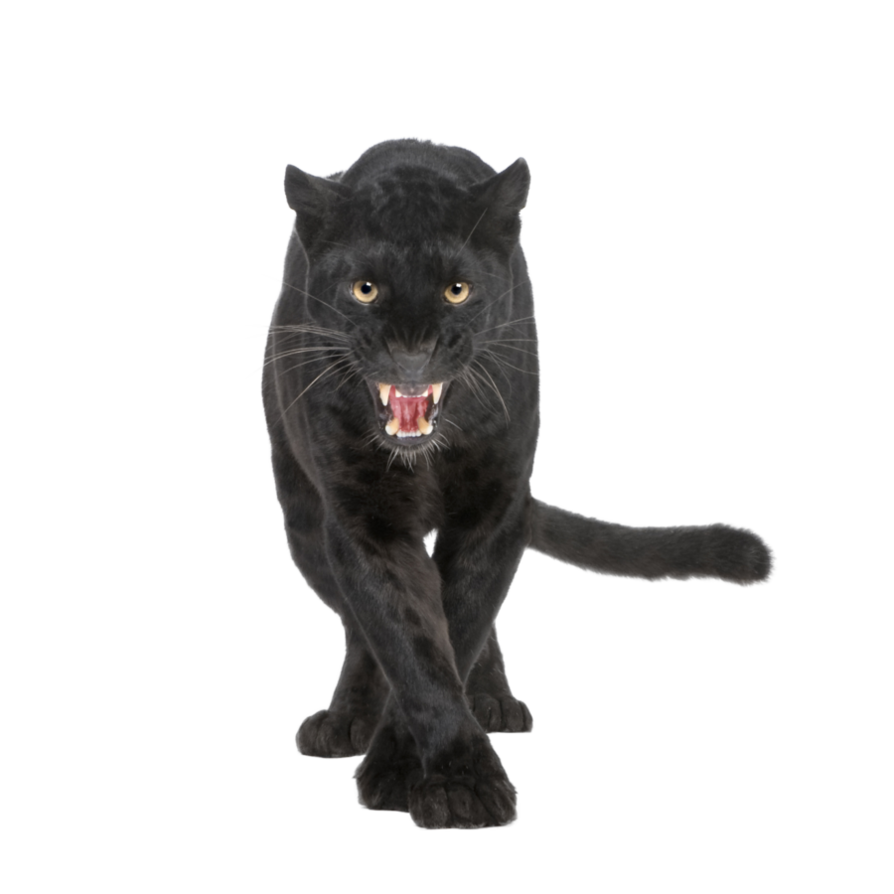 Panther PNG Photo Image