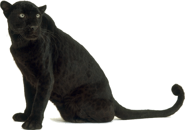 Panther Transparent Images