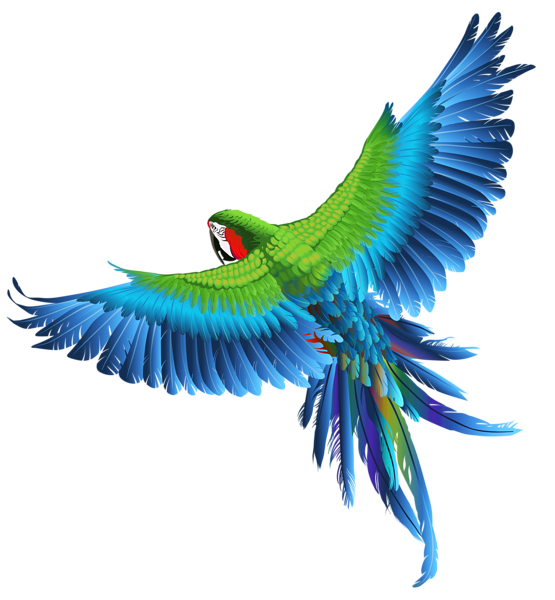 Parrot Background PNG Image