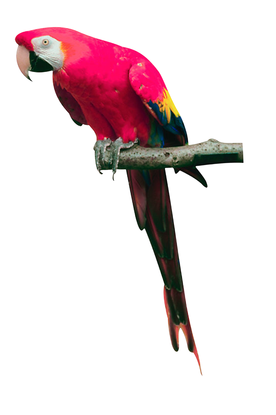 Parrot Bird Download Free PNG