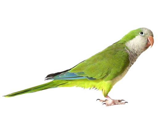 Parrot Bird Free PNG