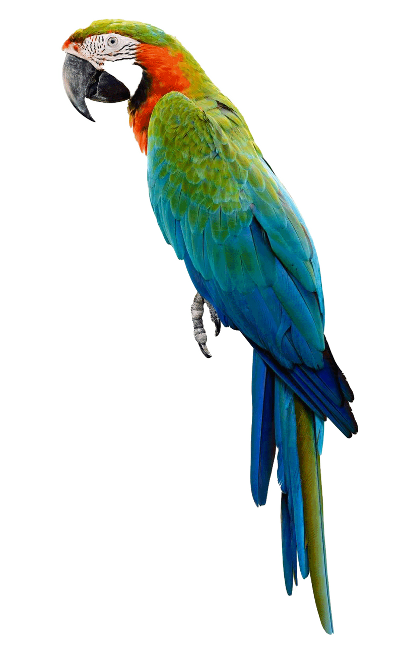 Parrot Bird PNG Clipart Background