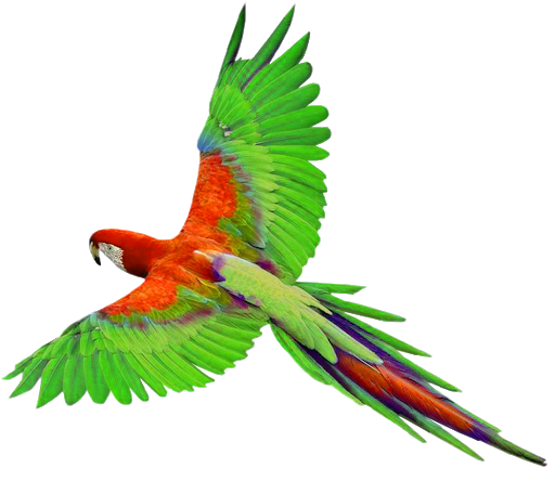 Parrot Bird PNG HD Quality