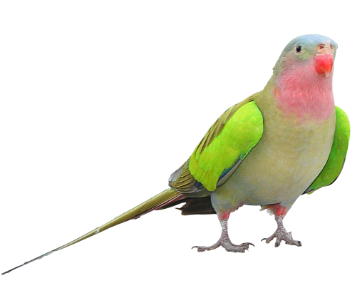 Parrot Bird Transparent Background
