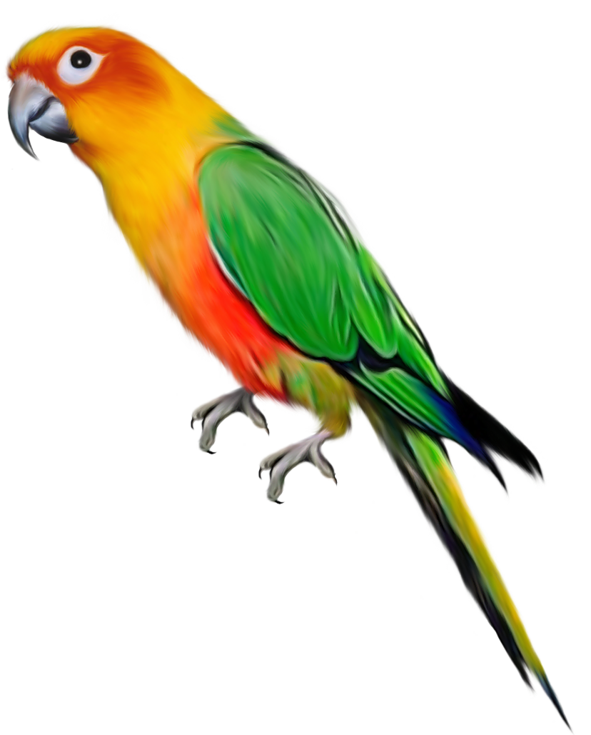Parrot Bird Transparent File
