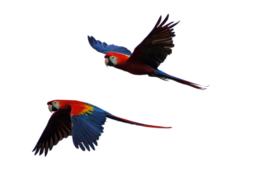 Parrot Bird Transparent Free PNG