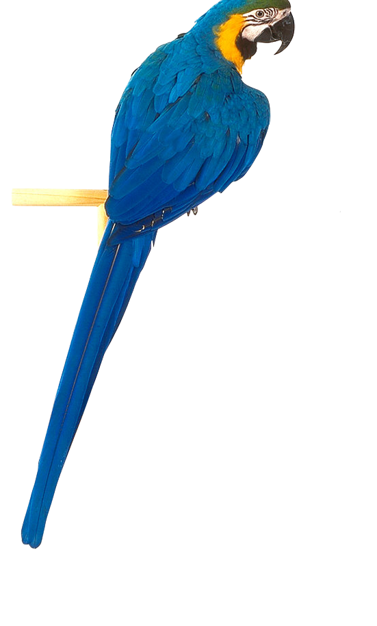 Parrot Download Free PNG