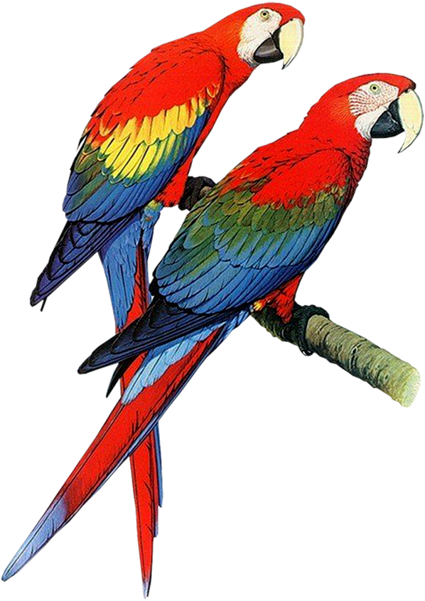 Parrot Free PNG