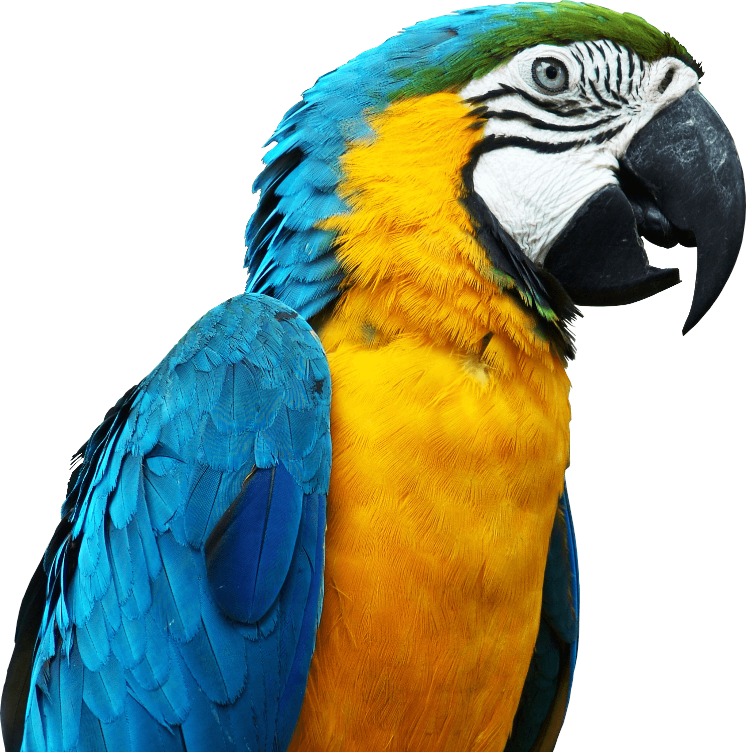 Parrot PNG Background
