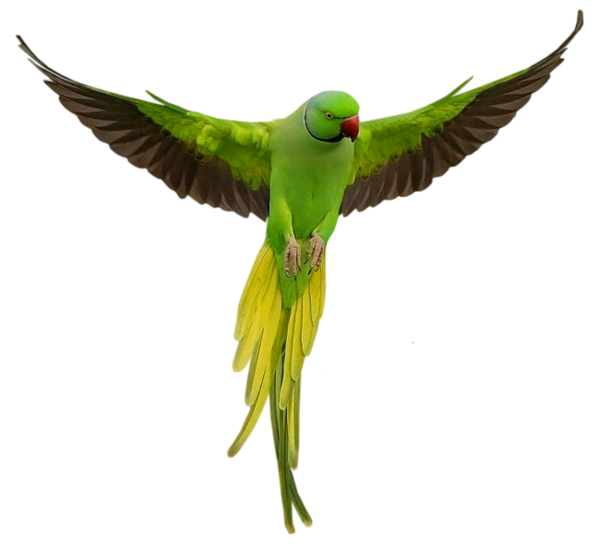 Parrot PNG Clipart Background