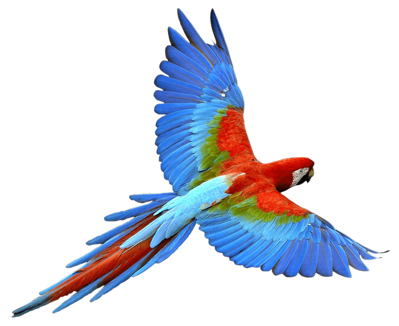 Parrot PNG Free File Download