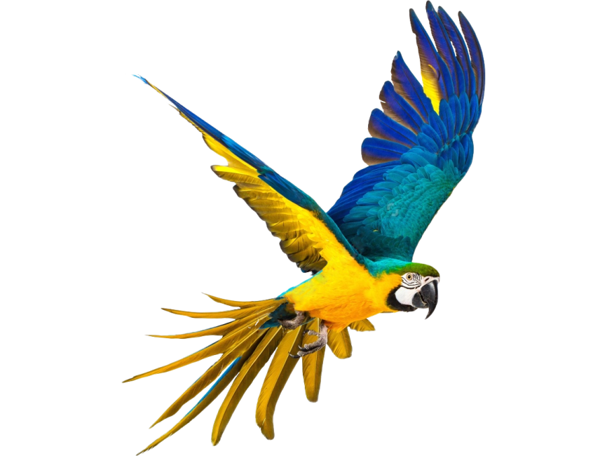 Parrot PNG HD Quality