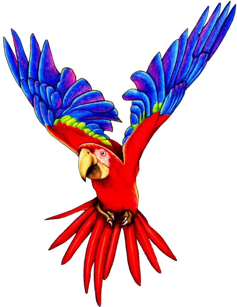 Parrot PNG Images HD