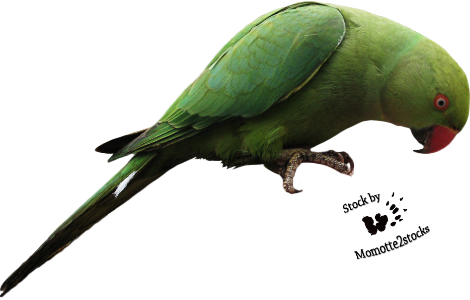 Parrot PNG Photos