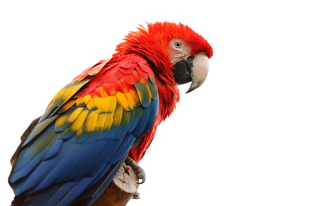 Parrot Transparent Background