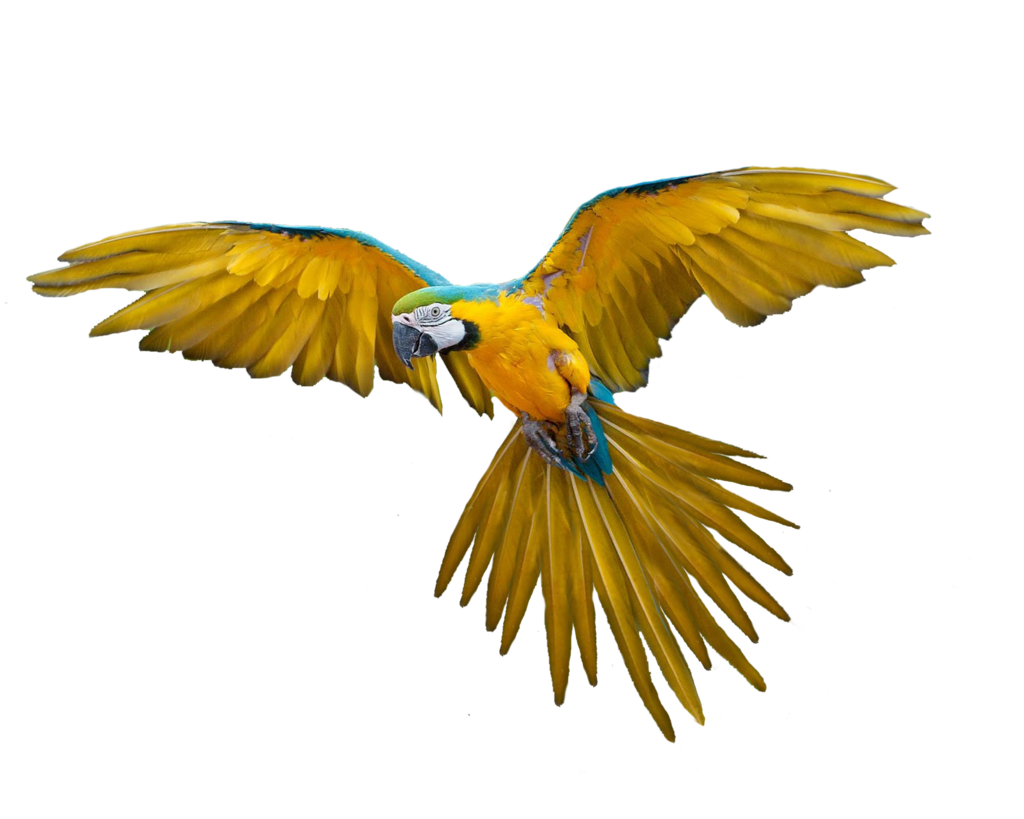 Parrot Transparent PNG